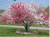 Value Engrafting tree image